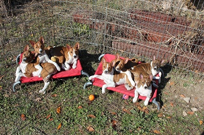 des Terres Océanes - les chiots prennent leur envol